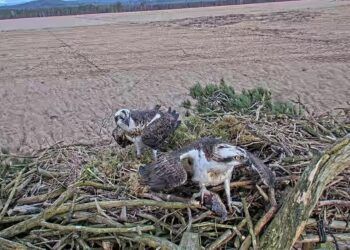 Pair of breeding ospreys return to Foulshaw Nature Reserve