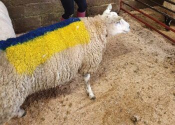 Sheep sale brings in over £4,000 for Ukraine crisis