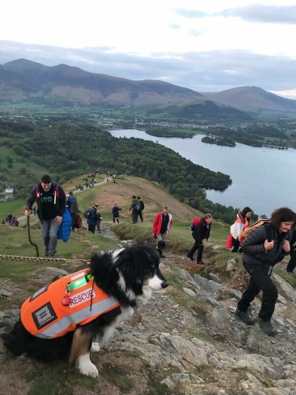 Border Collie - PDSA