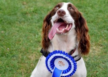 Event to celebrate everything we love about dogs
