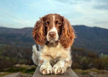 Max the Miracle Dog: A life in pictures