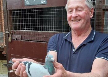 VIDEO: Another good day for West Cumbrian pigeon fanciers