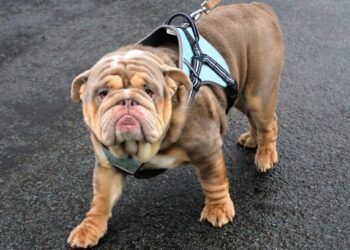 Wrinkly dog plagued with skin and eye issues due to ‘extreme breeding’