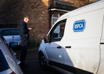 RSPCA appeal after two dead puppies dumped with head injuries near Carlisle
