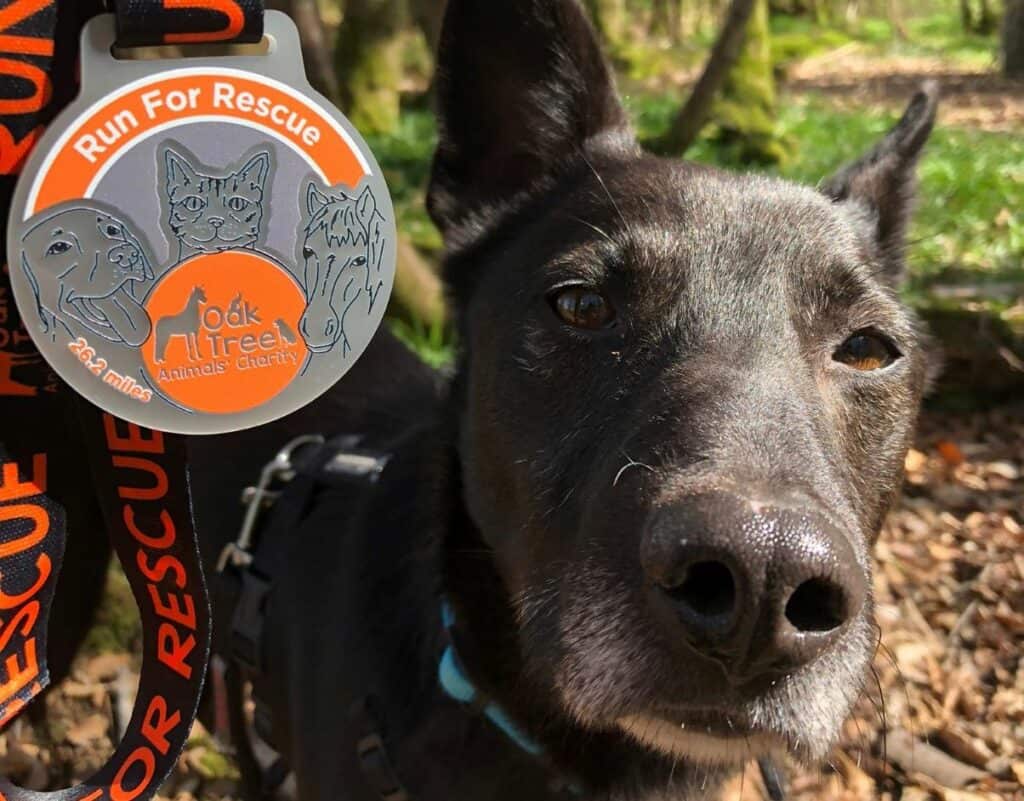 Run for Rescue in May and help animal charity 