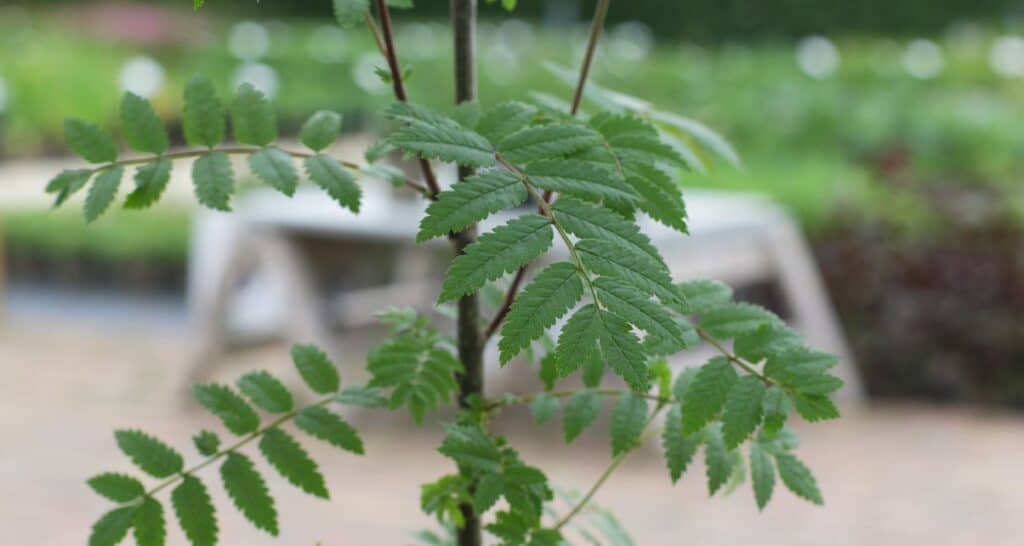 Rowan sapling