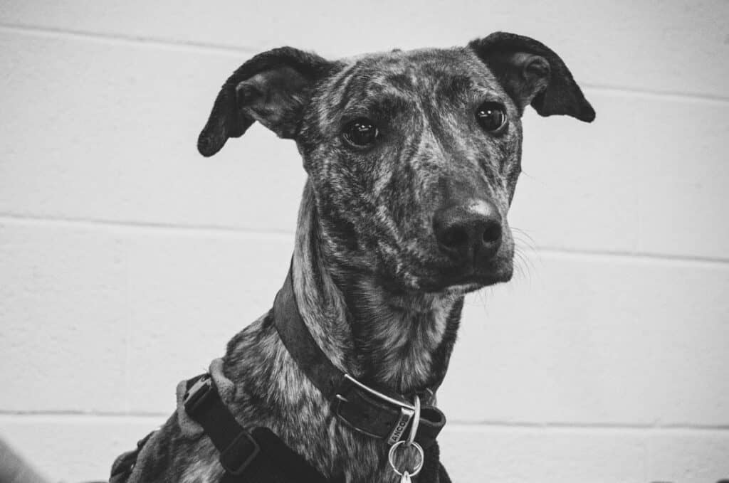 Luna is one of the dogs photographed by University of Cumbria arts student Freya Kelly