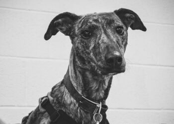 Luna is one of the dogs photographed by University of Cumbria arts student Freya Kelly