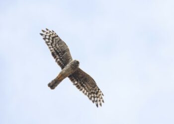 Hen Harrier