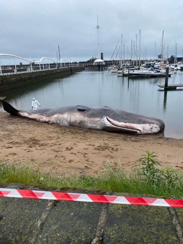 Remember Whitehaven's beached whale? New book takes inspiration from ...