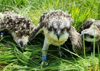 Three osprey chicks tagged at Foulshaw Moss Nature Reserve credit Cumbria Wildlife Trust