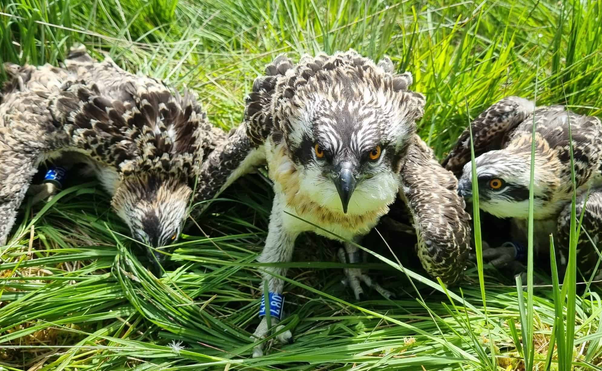 Birds of prey  Cumbria Wildlife Trust