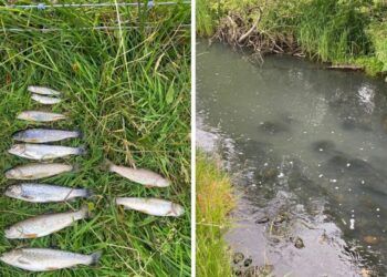 200 fish killed after Lake District beck pollution
