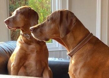 Dog’s miracle recovery after Cumbrian vet removes orange-sized tumour
