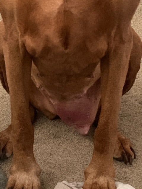Lola's tumor