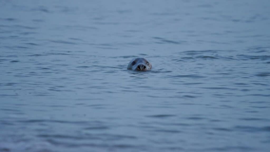 People are being invited to call to the seals in an event on Walney Island