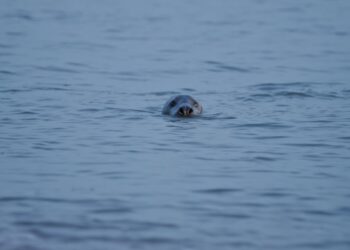 People are being invited to call to the seals in an event on Walney Island