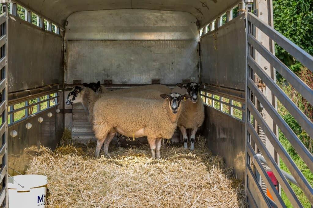 sheep in trailer