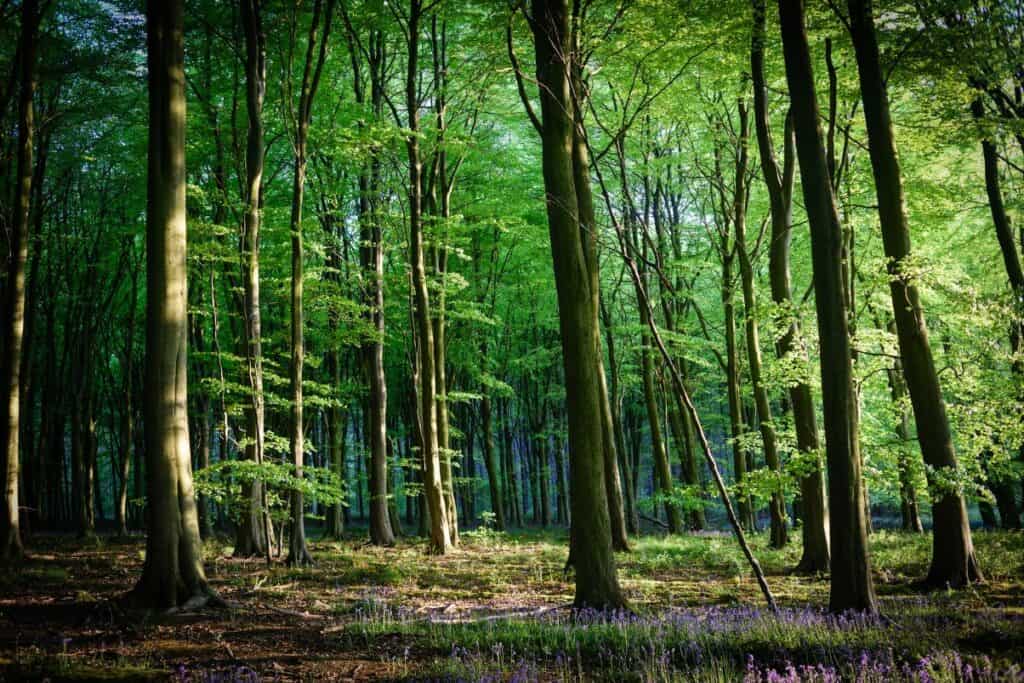 A Cumbrian woodland project is to receive £500,000