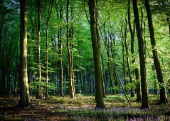 A Cumbrian woodland project is to receive £500,000