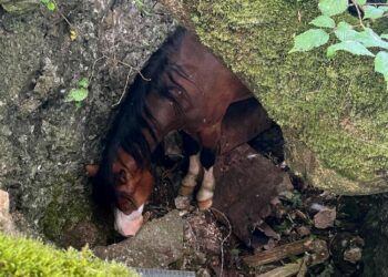 Firefighters rescue horse stuck in lime pit