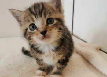 Fun-filled day in store at Oak Tree Animals’ Charity’s summer fair