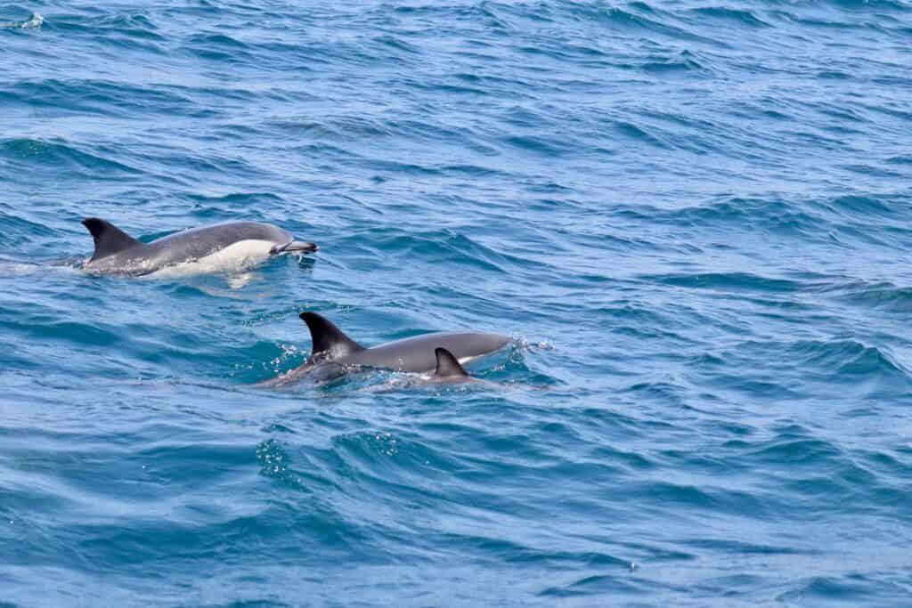 dolphins