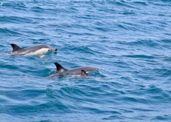 VIDEO: Dolphins spotted off Workington harbour