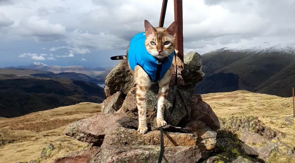 Image: @Mellythemountaincat