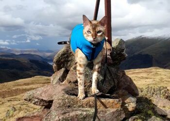 Image: @Mellythemountaincat