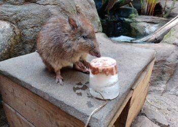 Animals beat the heat at Lake District wildlife parks