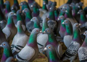 Delay to young bird programme for West Cumberland Federation
