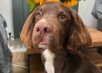 Owner’s search for Apollo who went missing on Lake District walk