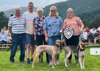 Hound trailing provides spectacle for spectators at Grasmere Sports