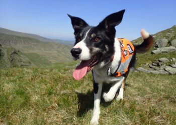 Morag, one of the team's fully trained mountain rescue dogs
