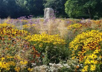 A meadow full of yellow, red and green flowers showing summer planting at Noble's Rest
