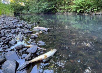 Biggest-ever crackdown on sewage pollution