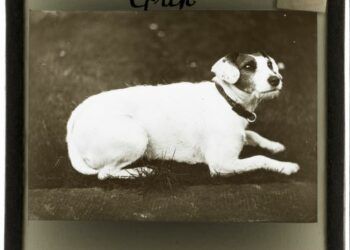 A glimpse into Whitehaven’s pets from the past