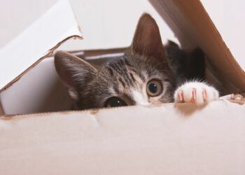 What are my rights if my landlord says no pets in my rented home?