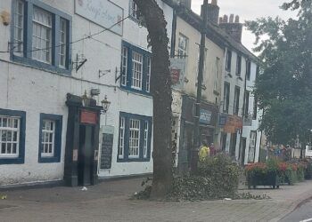 Council slammed for putting Christmas ahead of wildlife after trees with nesting birds pruned