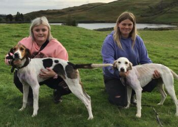 Hound trailing championship sees joint leaders after South Lakes Classic meet