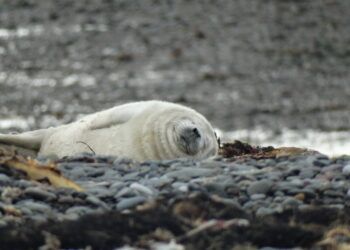 First seal pup of season spotted near Barrow
