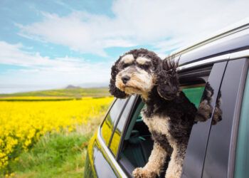 Lake District spa hotel creates new VIP card for dogs