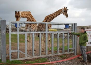 Damning report claims South Cumbrian zoo allows ‘animals to suffer’