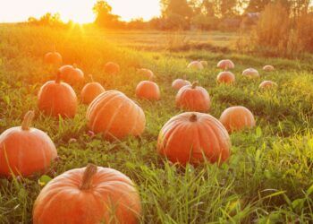 Last chance to visit Cumbria’s pumpkin patches before Halloween