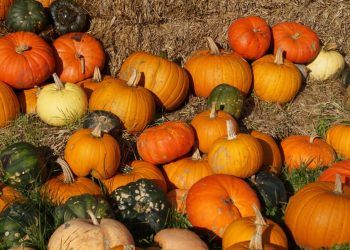Where to go pumpkin picking in Cumbria for Halloween