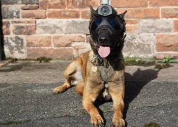 WATCH: Cumbria’s police dogs get tactical with new bodycams