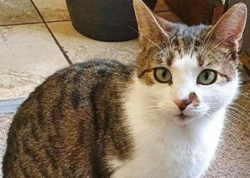 Whitehaven’s town cat finds his fur-ever home