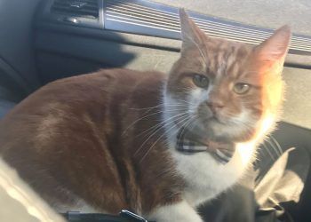 £500 reward offered for cat who went missing on Lake District holiday