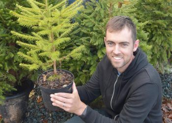 Want to go green this Christmas? Rent a real tree for your festive celebrations!